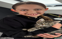 Mixed Breed cats for sale: Siberian x British Shorthair Kittens 💞 - Image 13