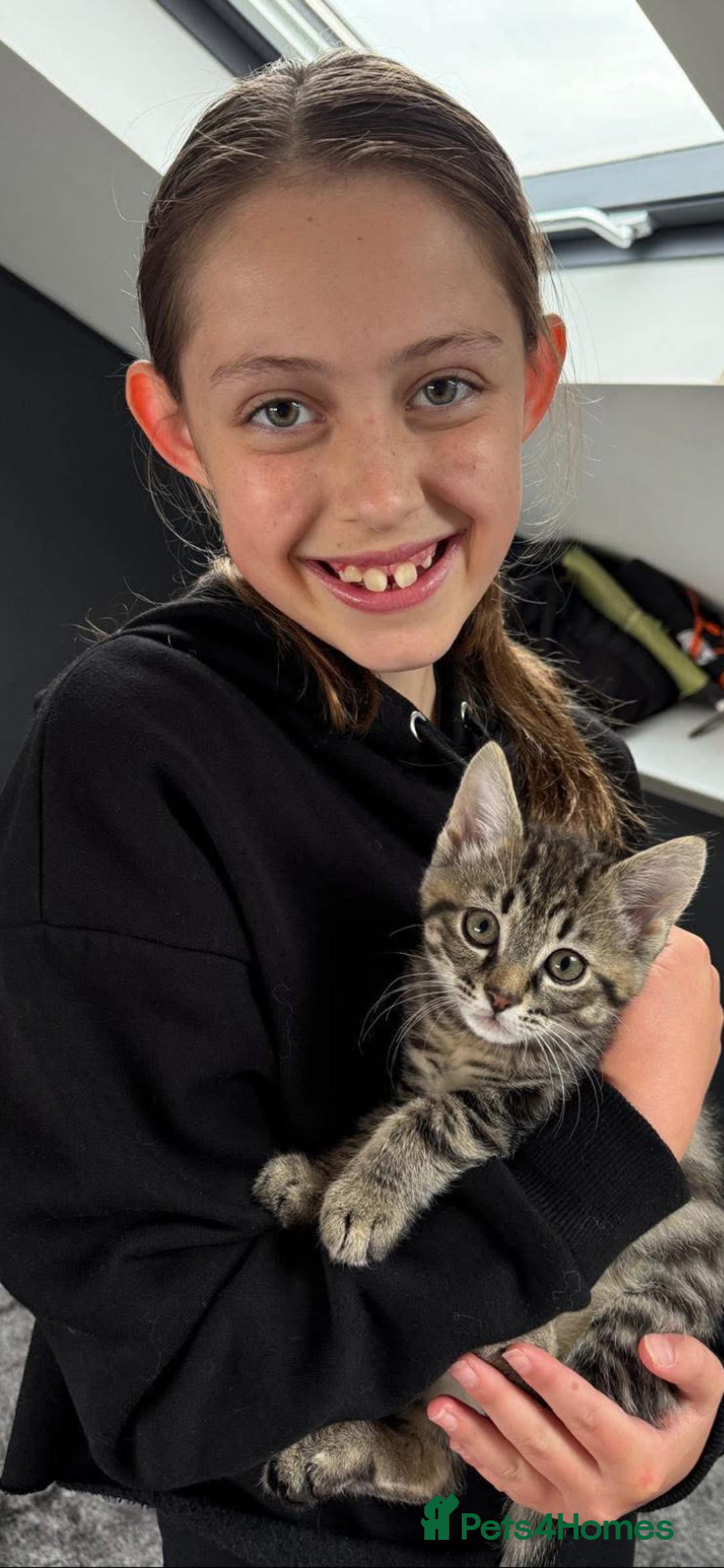 Mixed Breed cats for sale: Siberian x British Shorthair Kittens 💞 - Image 13