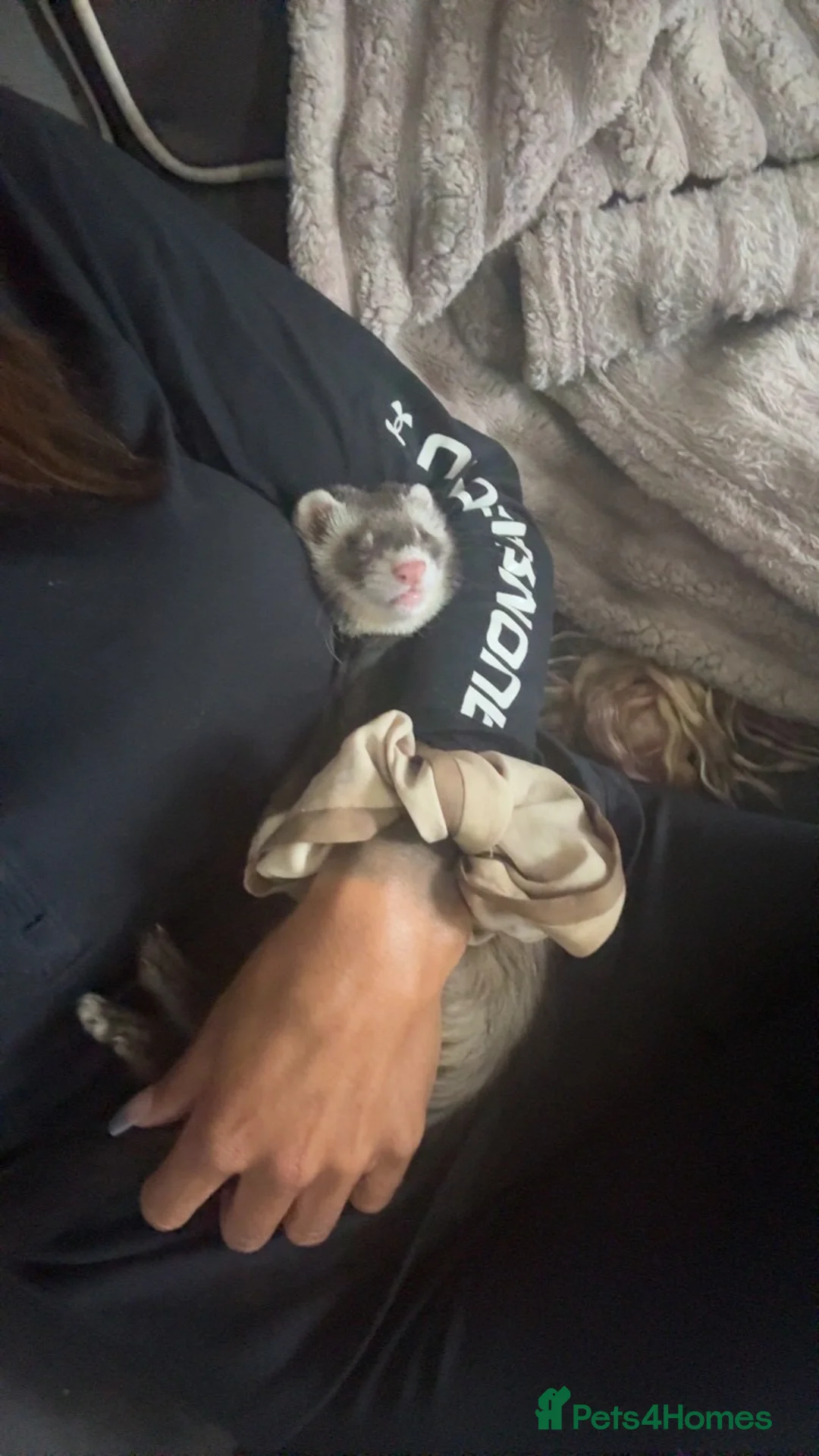 Ferret rodents for sale: 7 month old hob Ralph  - Advert 1