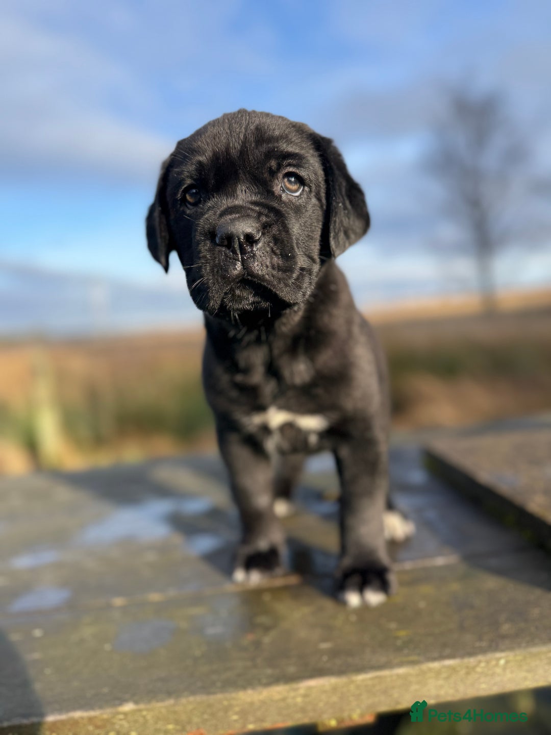 Mixed Breed dogs for sale: Labrador X  - Advert 1