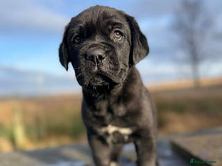 Mixed Breed dogs Labrador X - Advert 14
