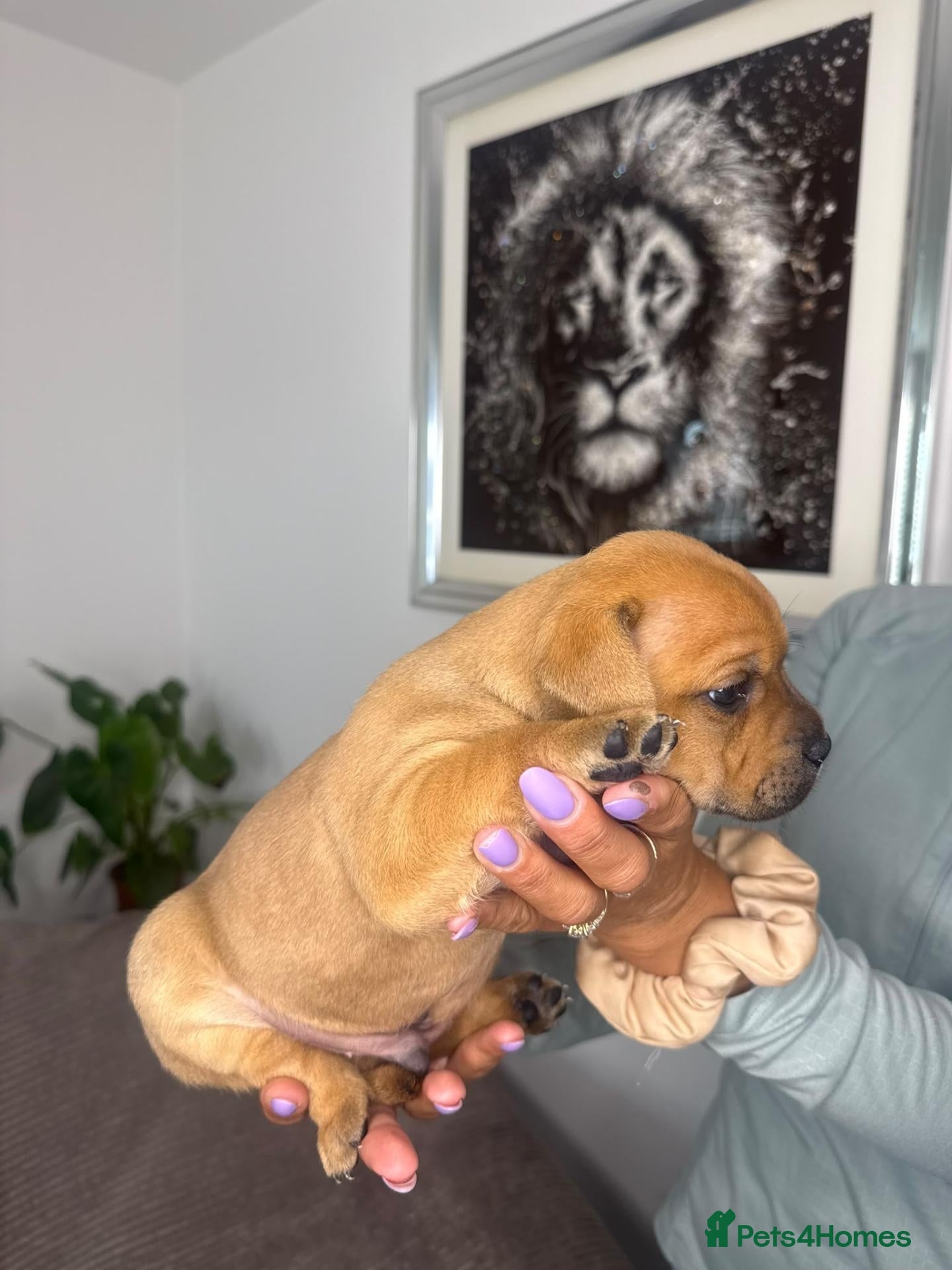 Staffordshire Bull Terrier dogs Red Staffordshire bull Terrier male  - Advert 2