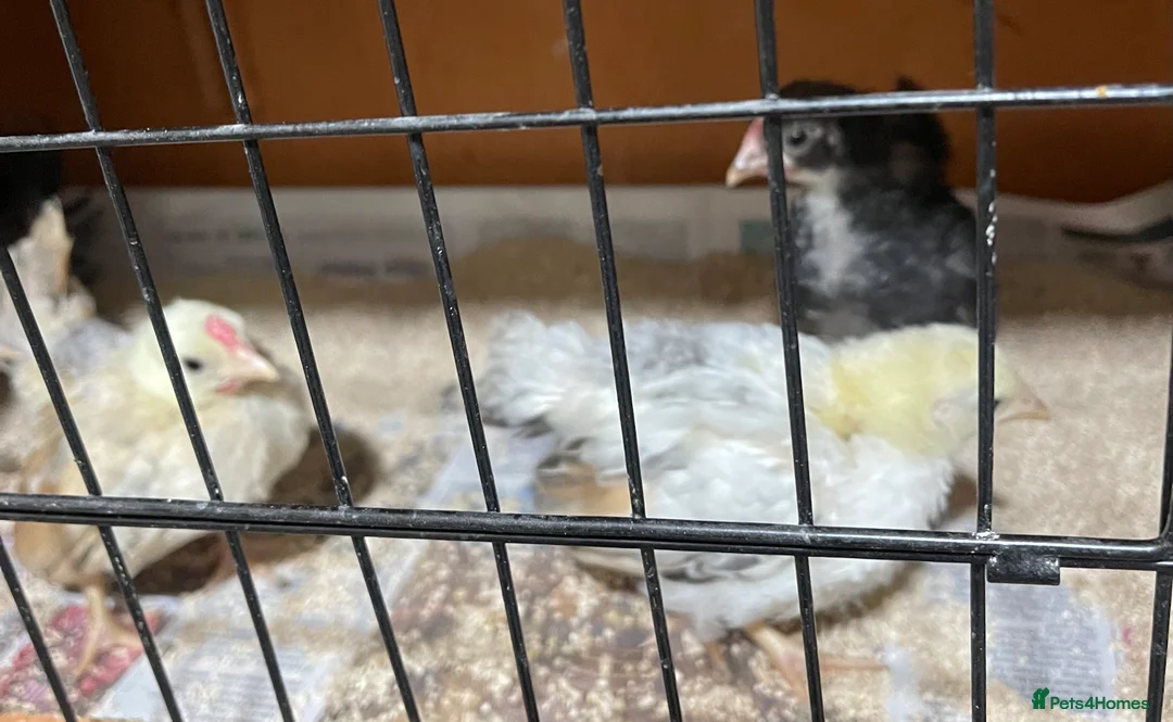 Chickens poultry for sale: Mini Serama Chicks - Advert 2