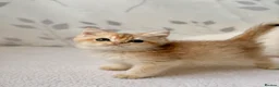 British Shorthair cats for sale: 🐾Golden British Shorthair Kittens🐾 - Advert 34