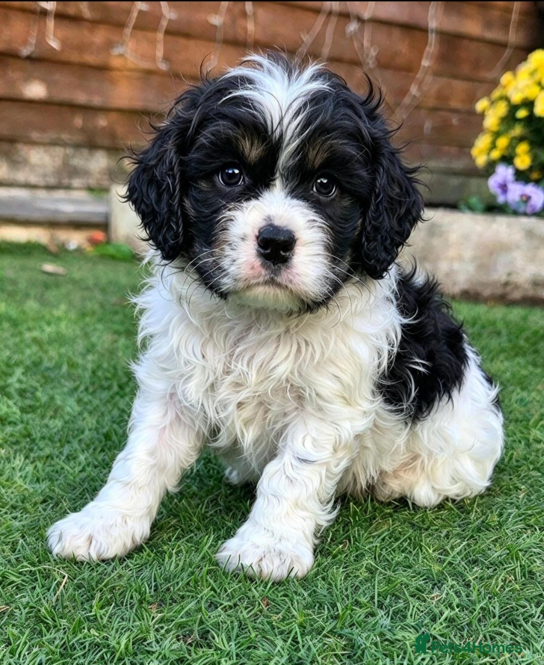 Cockapoo dogs  F1b extensively DNA tested American cockerpoo  - Advert 6