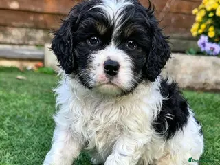 Cockapoo dogs F1b extensively DNA tested American cockerpoo - Advert 6