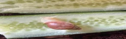 Snails invertebrates for sale: African land snails - Advert 3