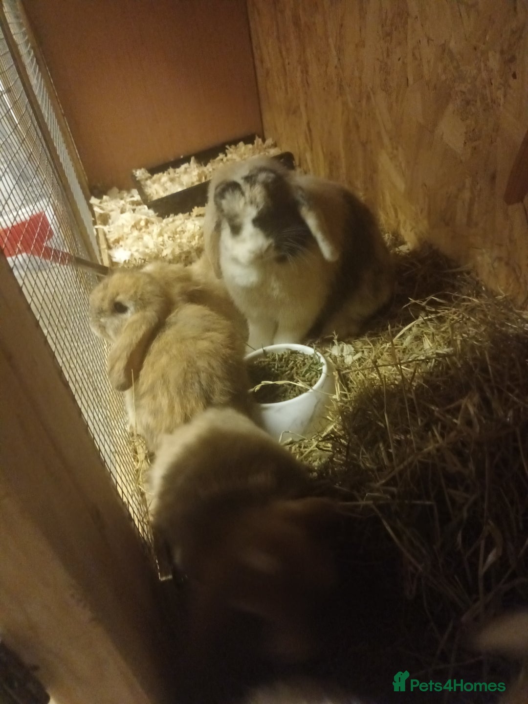 Mini Lop rabbits for sale: Mini lops  - Advert 4