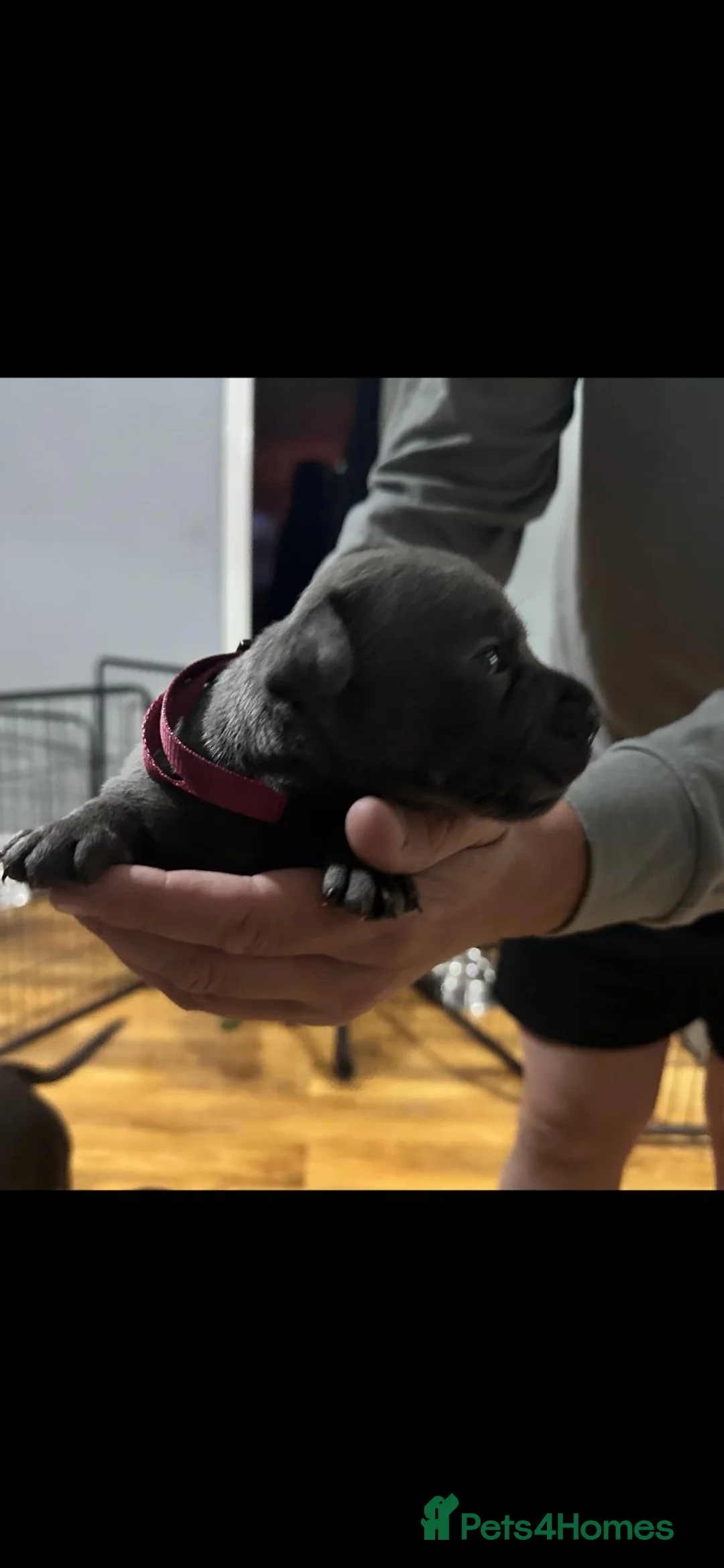 Staffordshire Bull Terrier dogs for sale: Full DNA health tested Staffie puppies - Advert 8