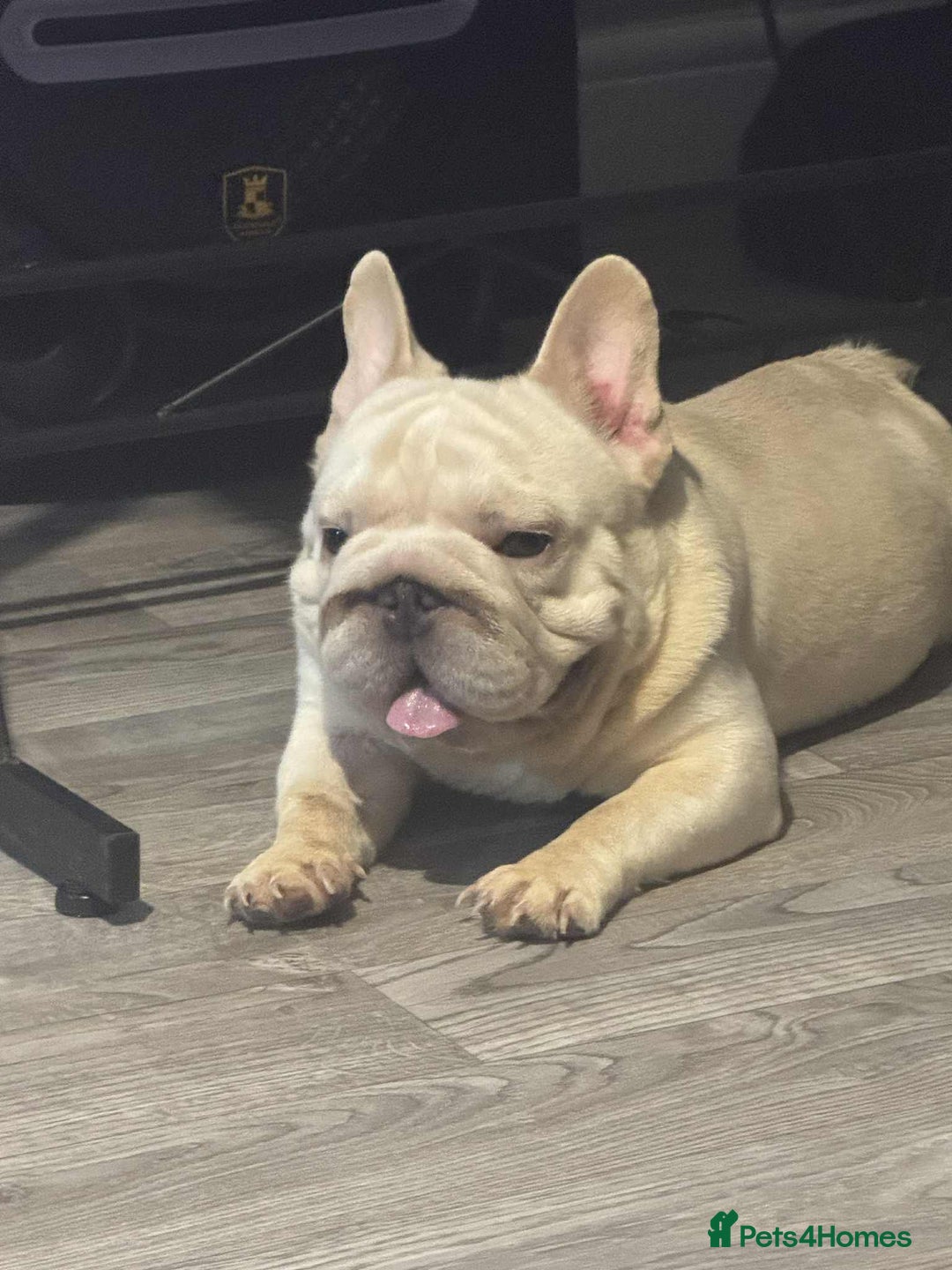 French Bulldog dogs for sale: French bulldog boy - Advert 1