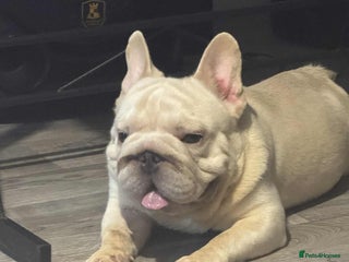 French Bulldog dogs French bulldog boy - Advert 2