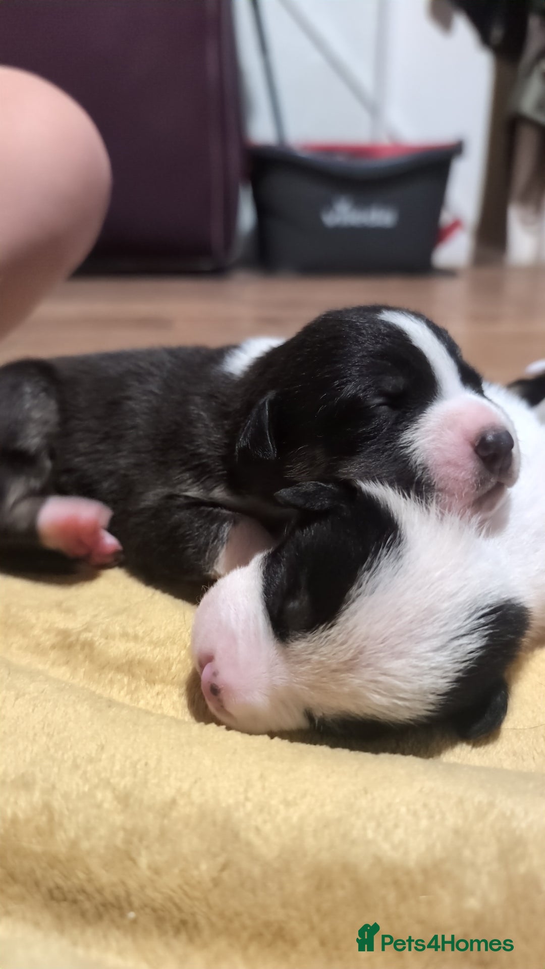 Mixed Breed dogs for sale: 1 puppy left, beautiful little girl 🩷🩷🩷 - Advert 8