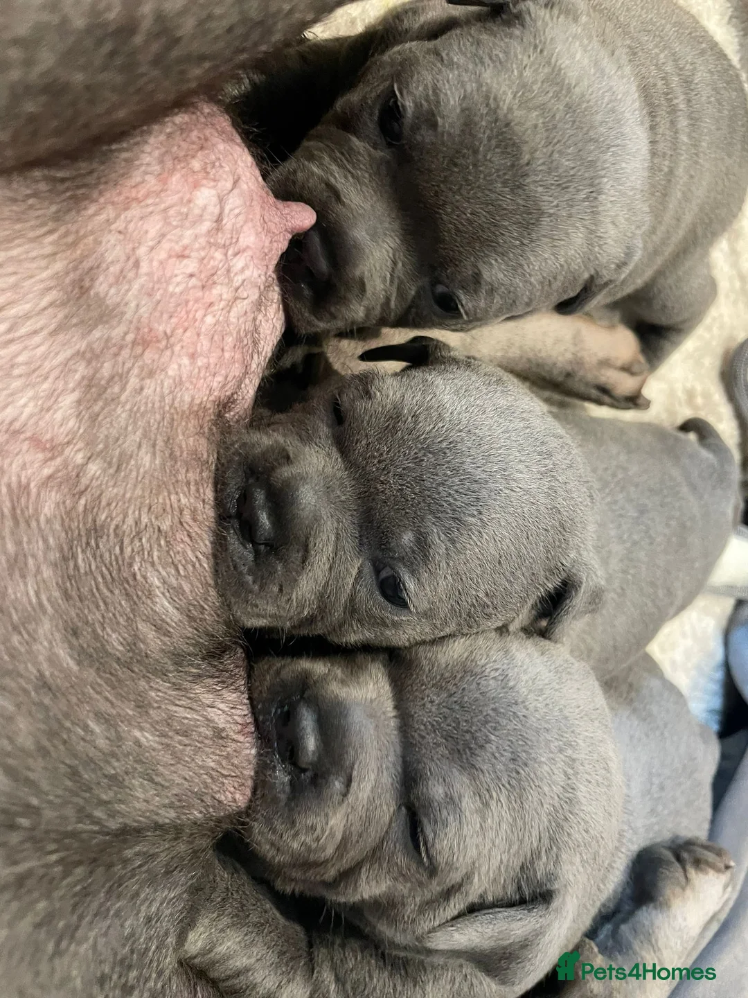 Staffordshire Bull Terrier dogs for stud: 🏆TROJANBULLS CHAMPION STAFFORD STUDS🏆 in Basingstoke - Advert 5