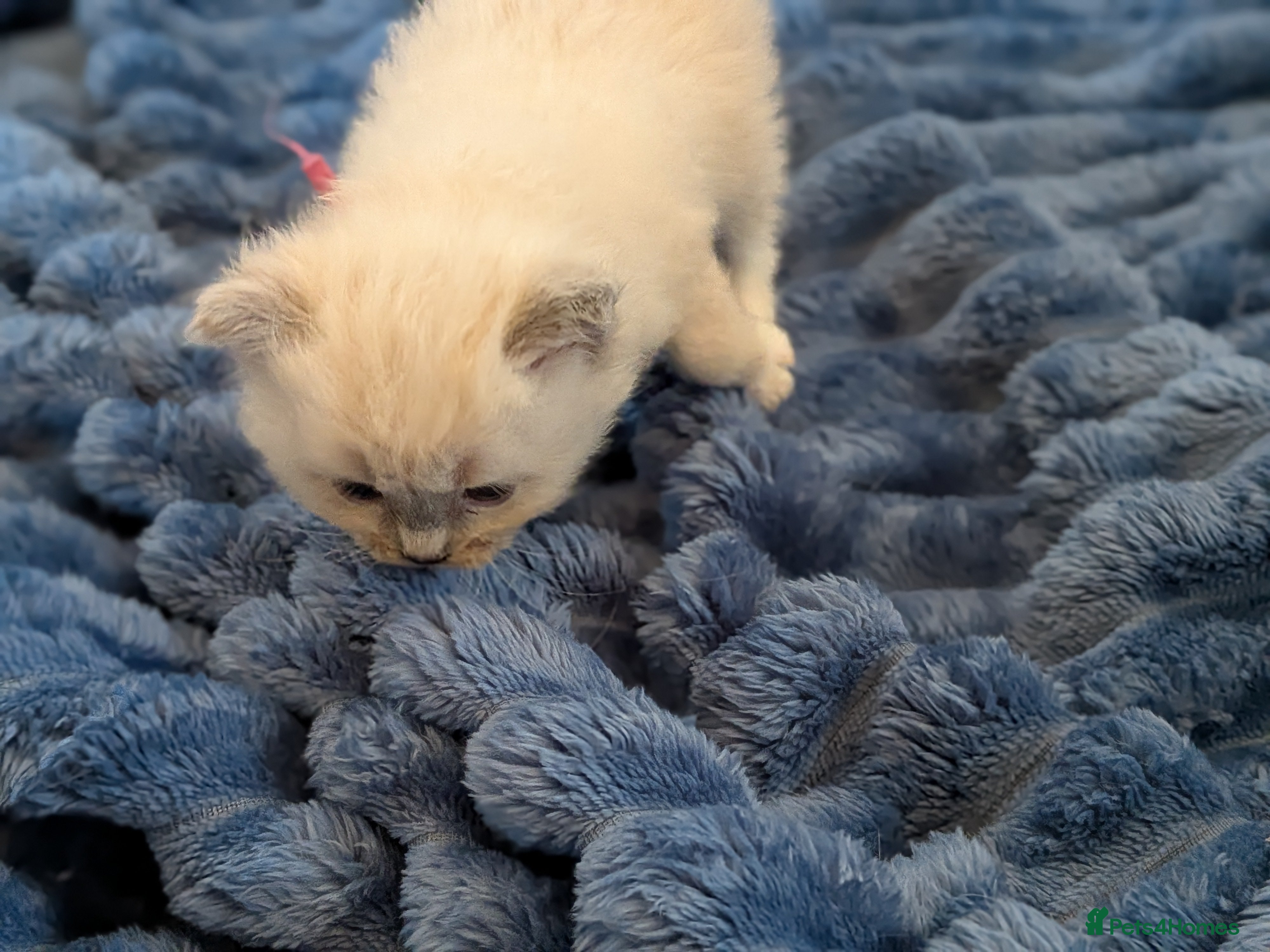 Ragdoll cats GCCF Ragdolls • Grand Champion • Blue/Seal/Lynx - Advert 2