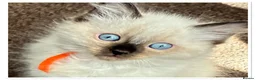 Ragdoll cats for sale: 6 cute pure breed Ragdoll kittens 2 boys 4 girls  - Advert 22