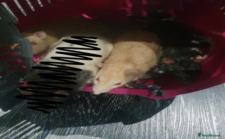 Rat rodents - Advert 3