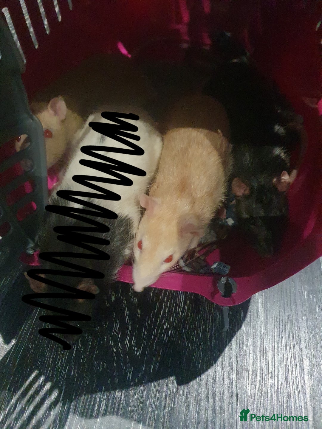 Rat rodents for sale: Need forever home URGENT - Image 1