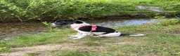 Mixed Breed dogs for sale: Bella  in Dover - Advert 3