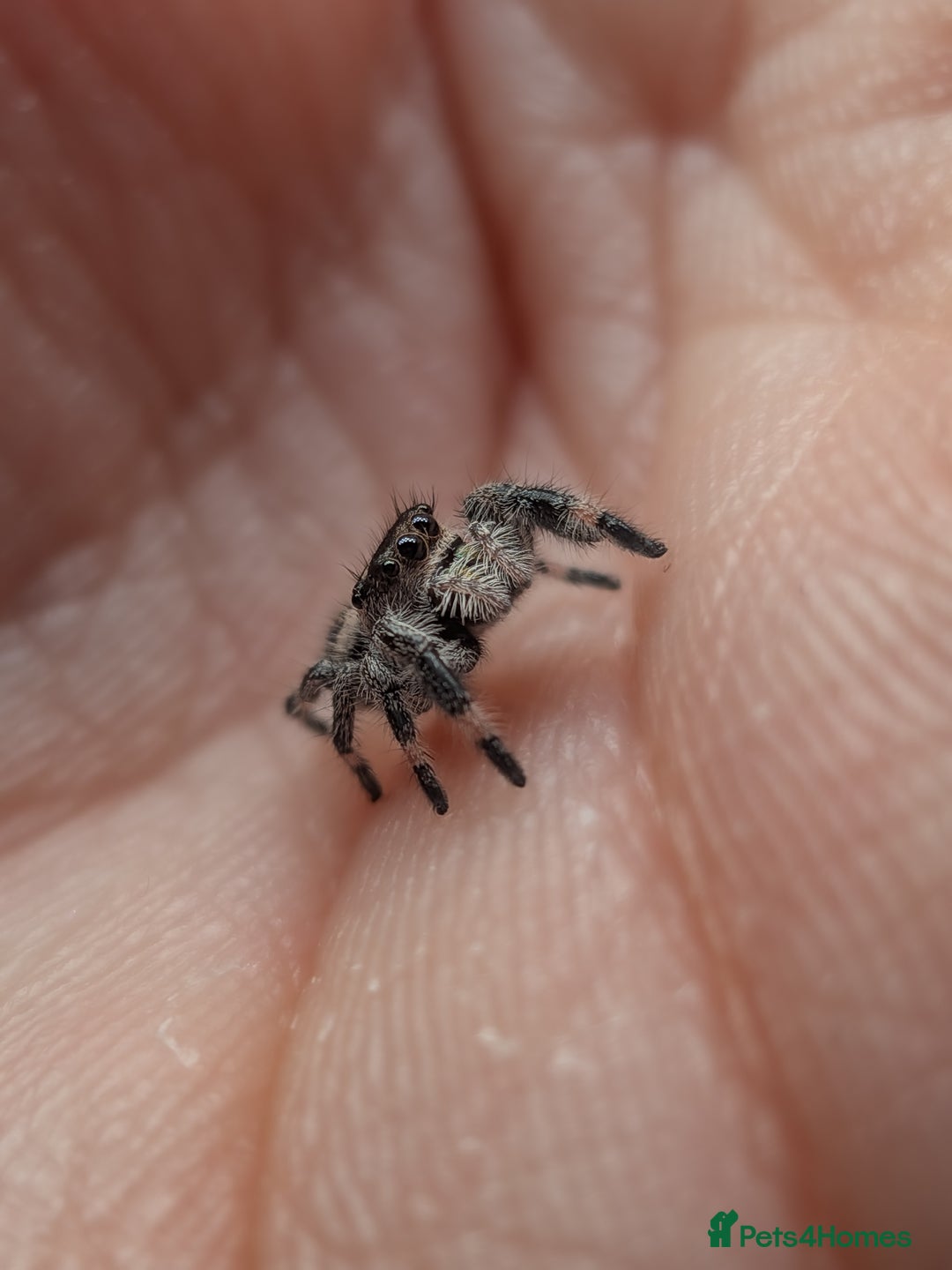 Spiders invertebrates for sale: i6 Phidippus Regius Bahamas female (random picked) - Image 5