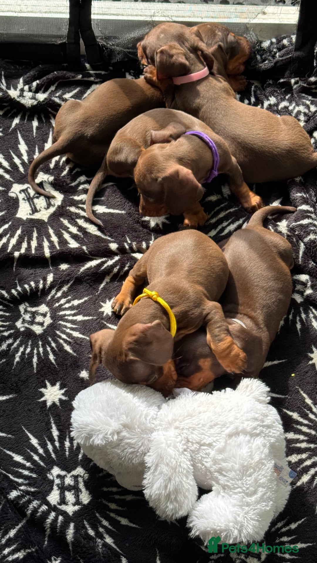 Miniature Dachshund dogs for sale: Miniature Chocolate & Tan Dachshund Quick sale  - Image 11