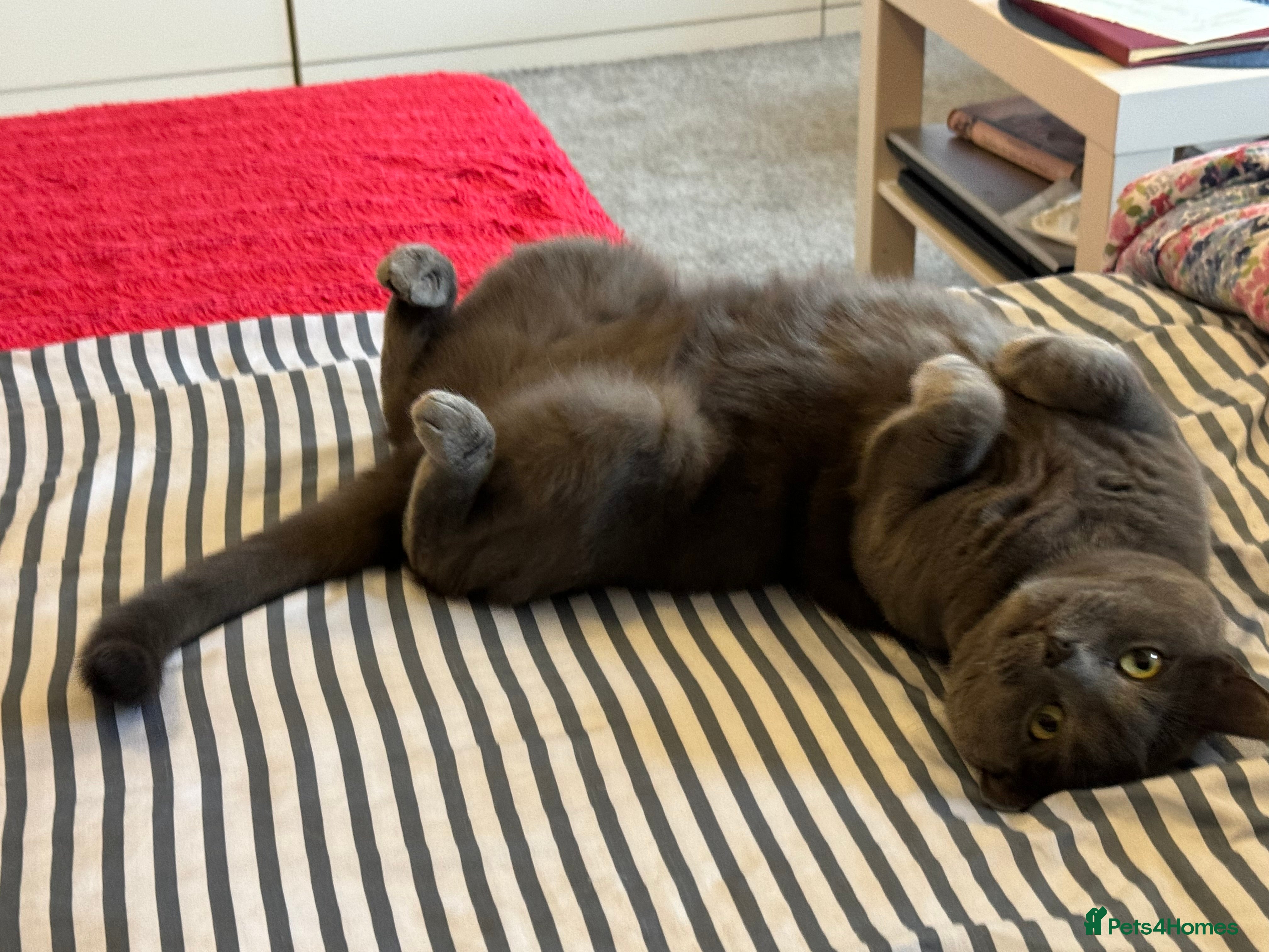 British Shorthair cats Miss CoCo  - Advert 14