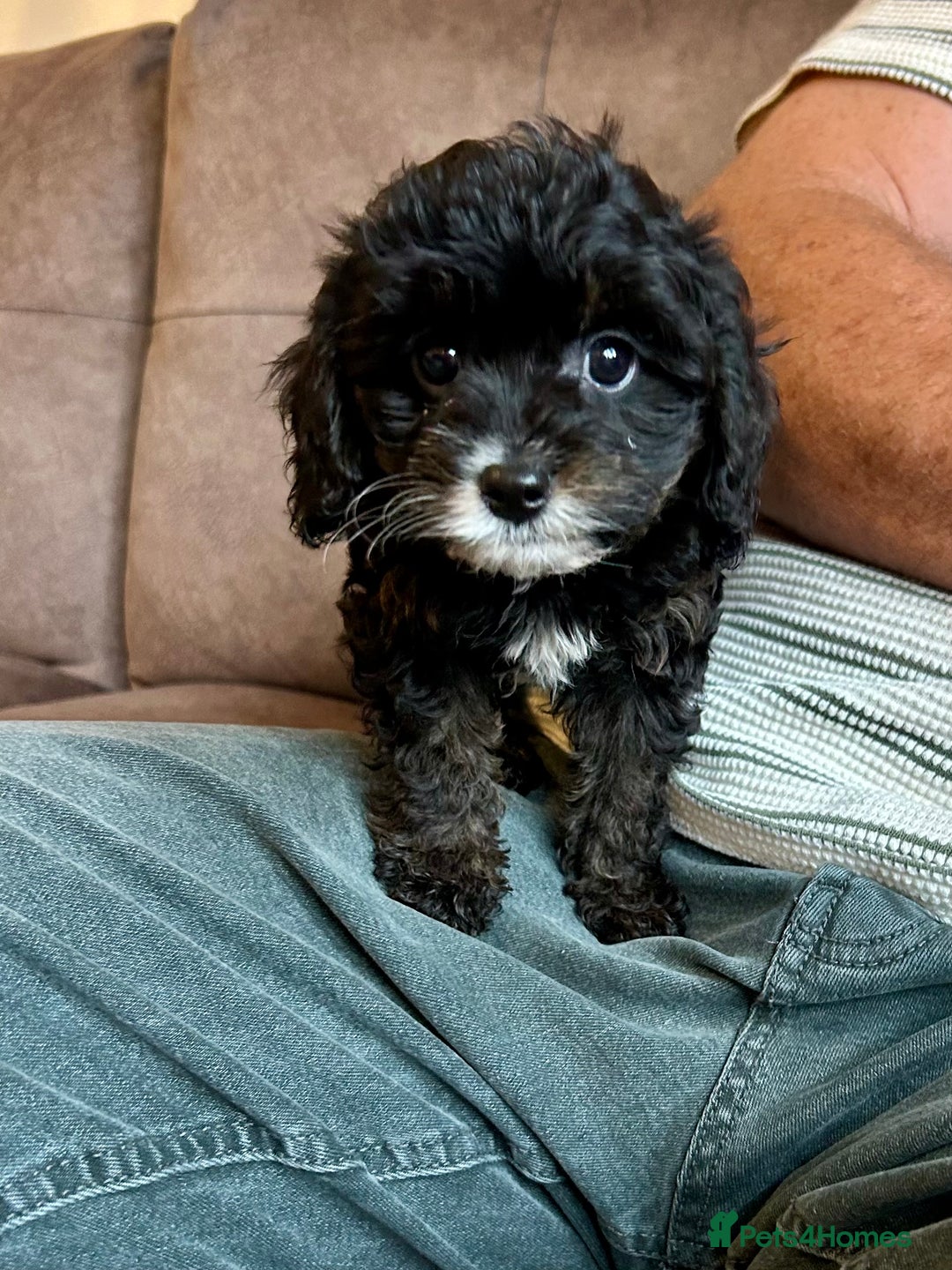 Cavapoo dogs for sale: Real Life Teddy Bears, Cavapoo babies  - Image 23