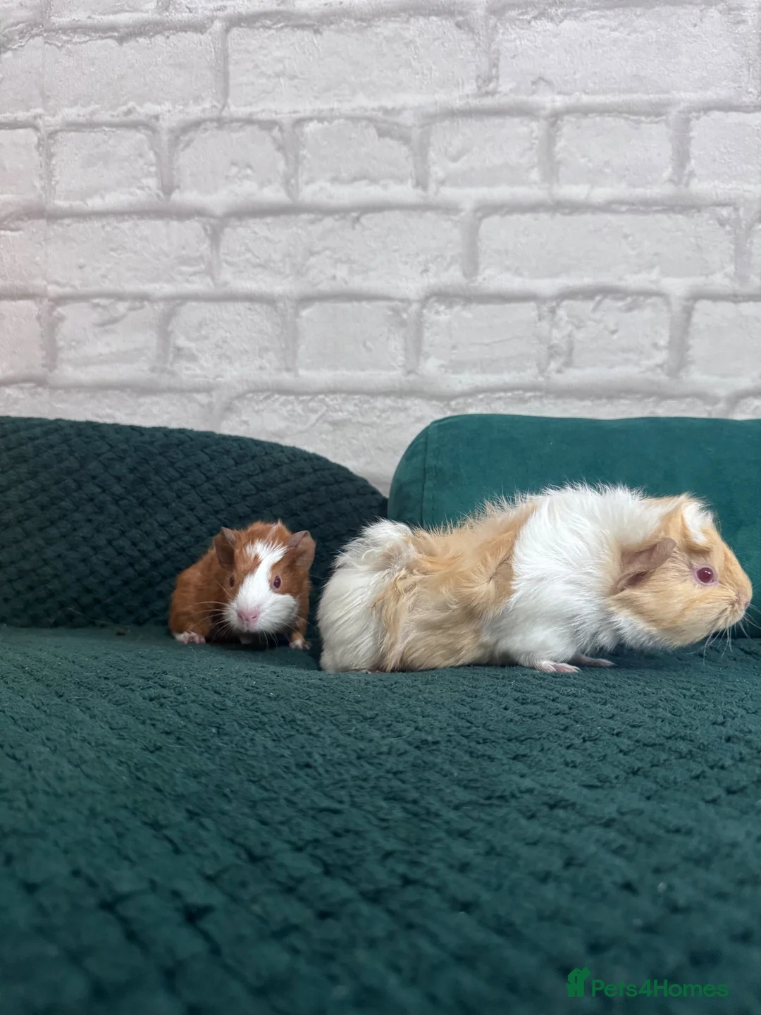 Guinea Pig rodents for sale: Two baby boars  in Emsworth - Advert 1