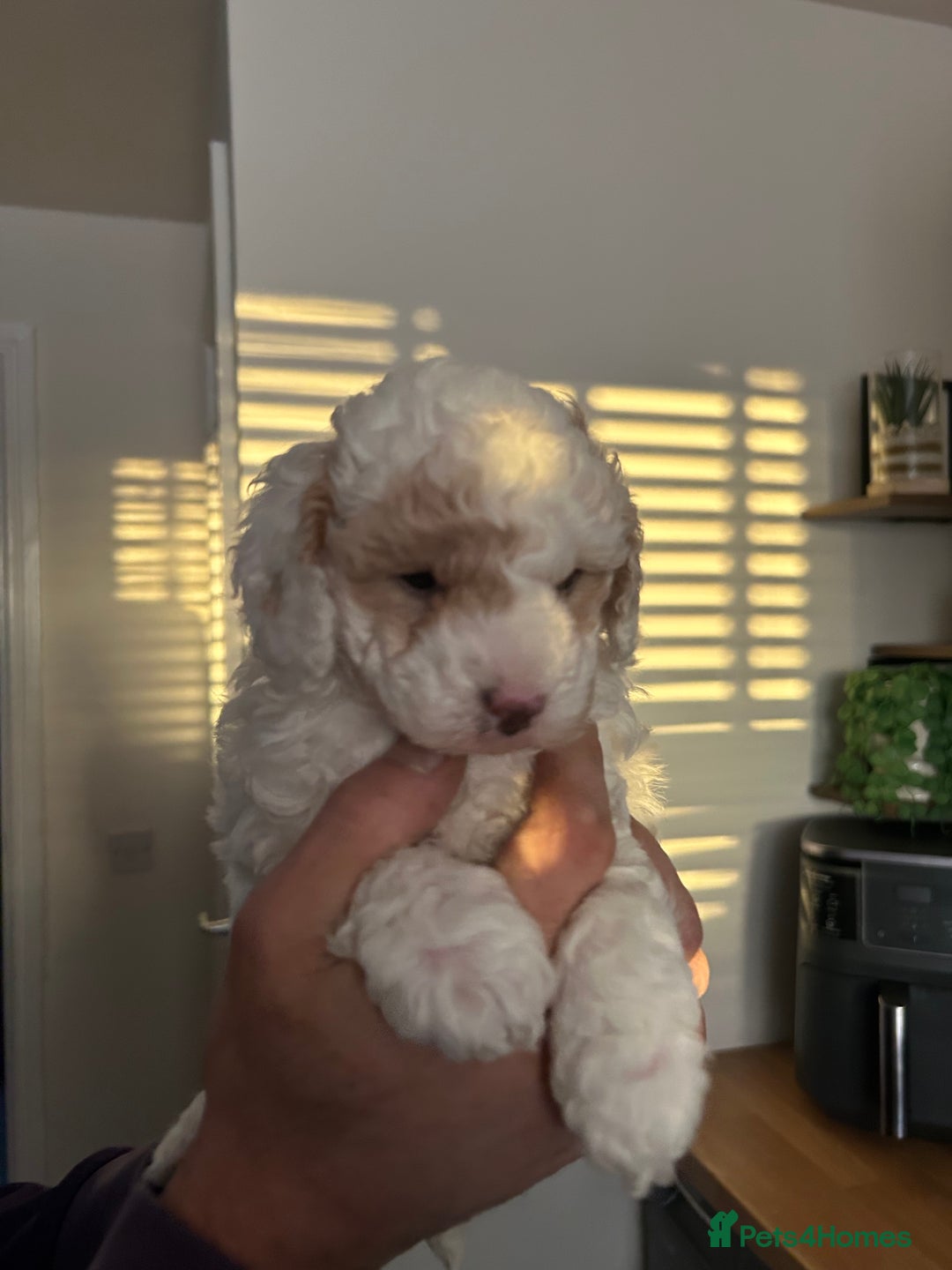 Toy Poodle dogs for sale: Beautiful phanotom toy poodle boys  - Advert 22
