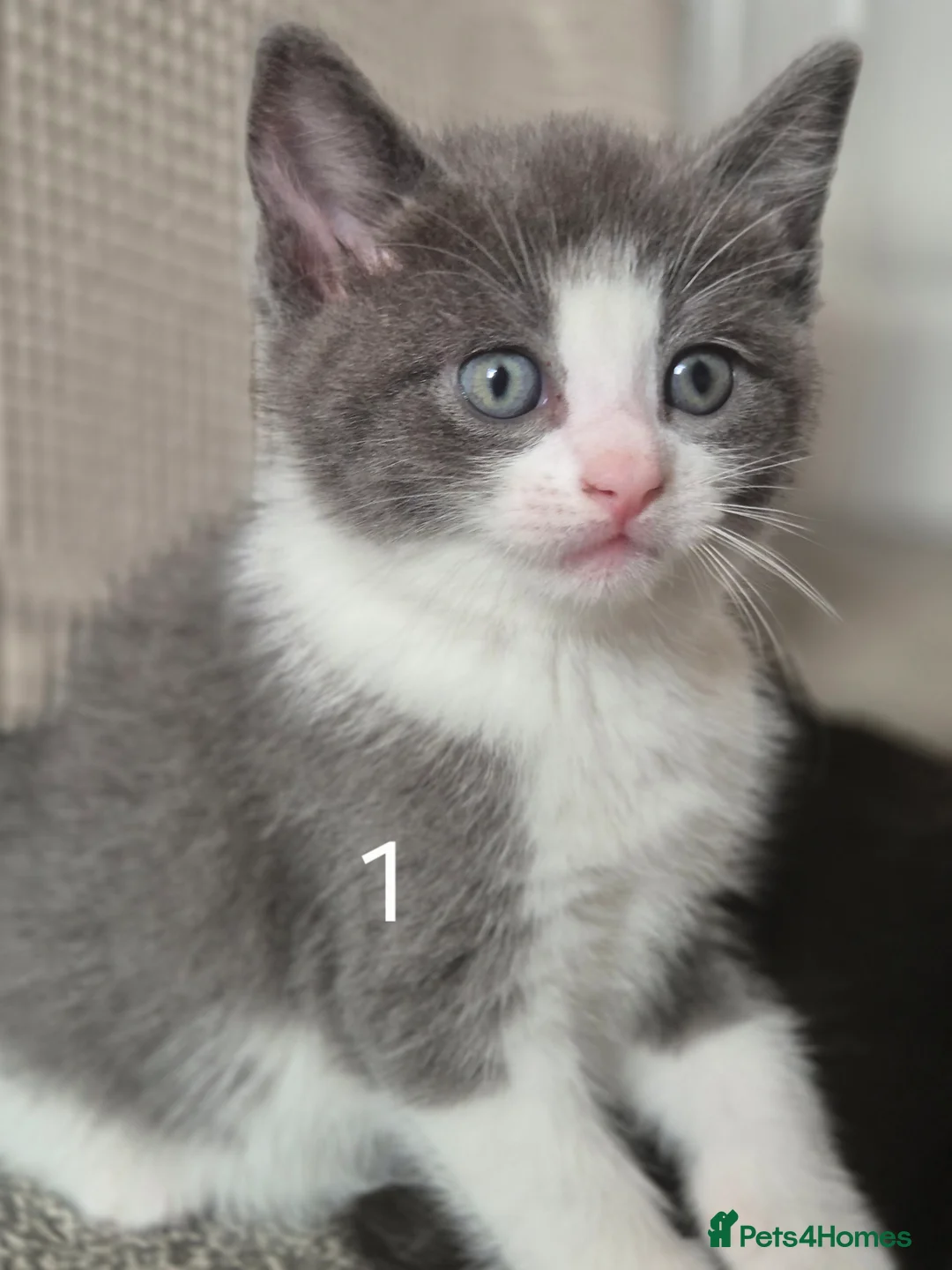 British Longhair cats for sale: Litter of 6 kittens - Advert 40