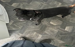 Staffordshire Bull Terrier dogs for stud: Staffy for stud - Image 3