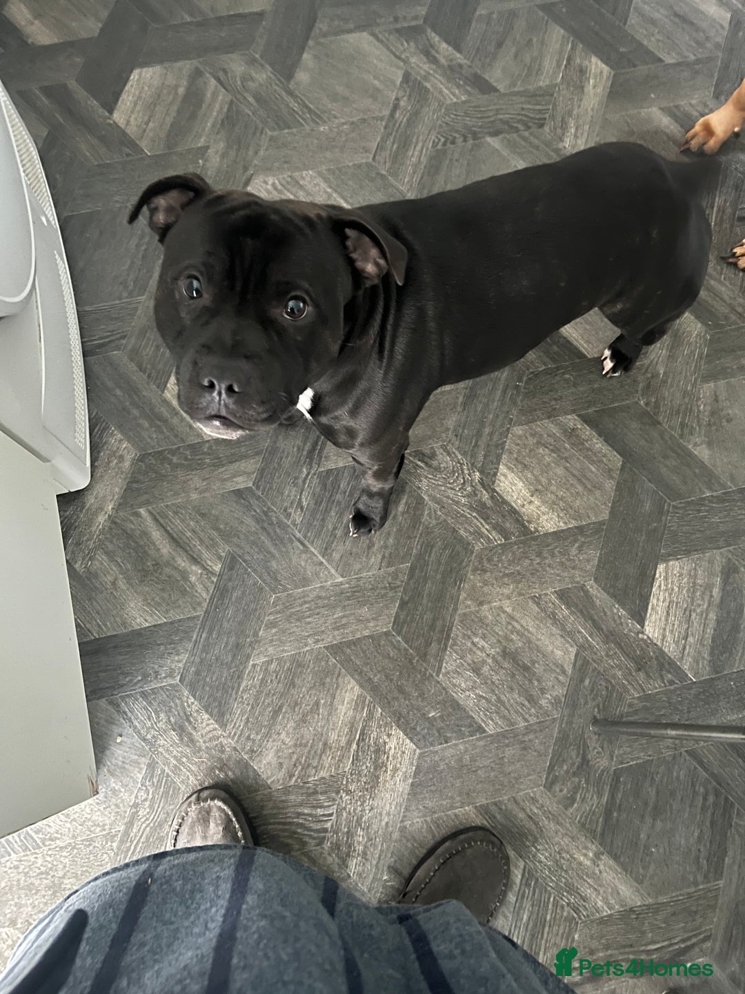 Staffordshire Bull Terrier dogs for stud: Staffy for stud - Image 3