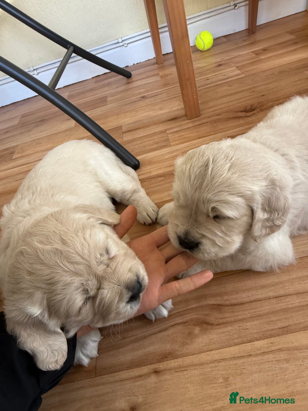 Golden Retriever dogs for sale: Golden Retriever Puppies - Advert 7