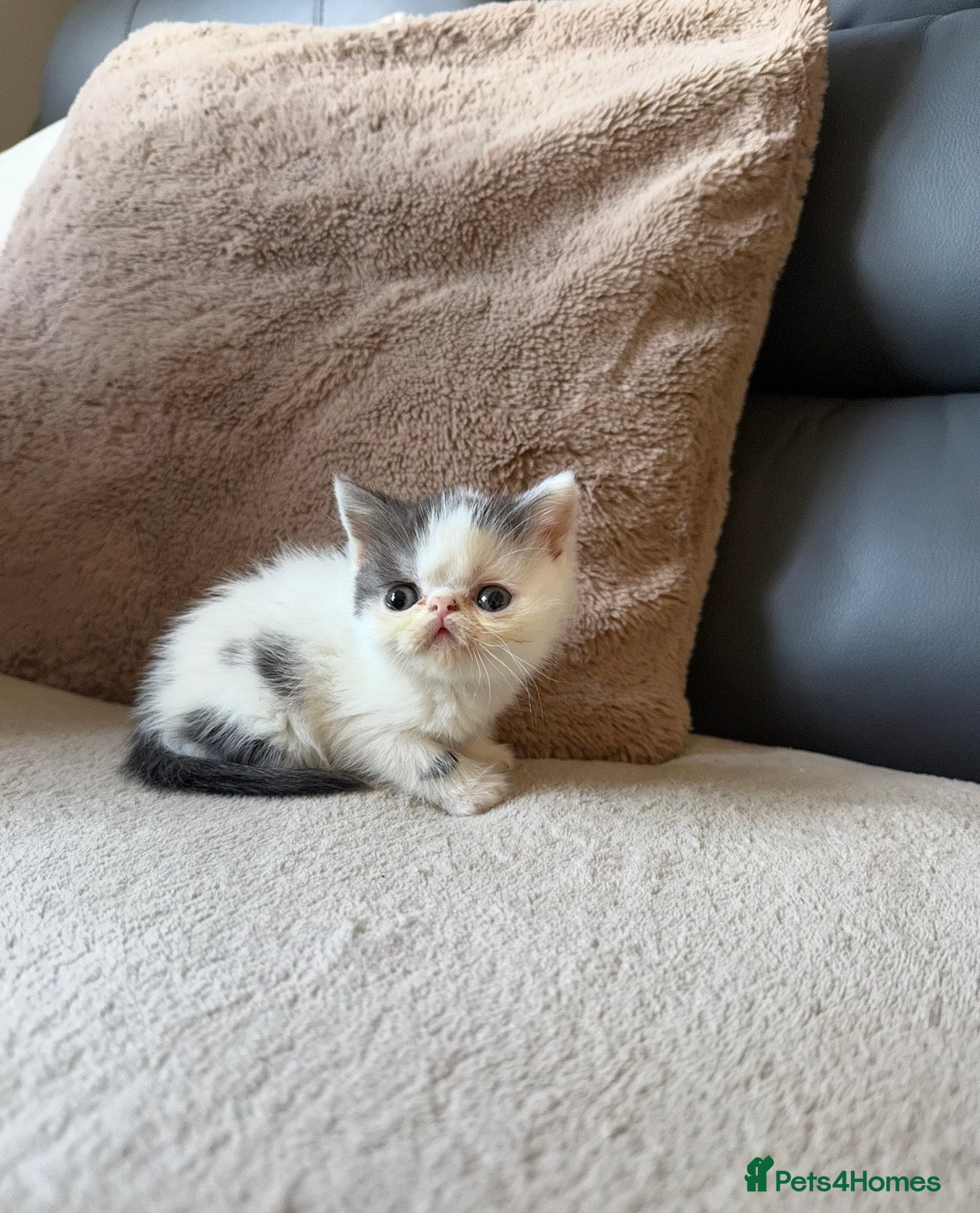 Exotic cats 4 exotic short hair boys for sale  - Advert 2