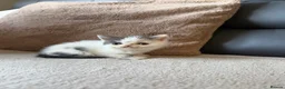 Exotic cats for sale: 4 exotic short hair boys for sale  - Advert 2