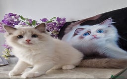 Ragdoll cats for sale: 🩷✨️WAITING LIST ExclusiveKittens💖 TICA🏆cattery - Advert 36