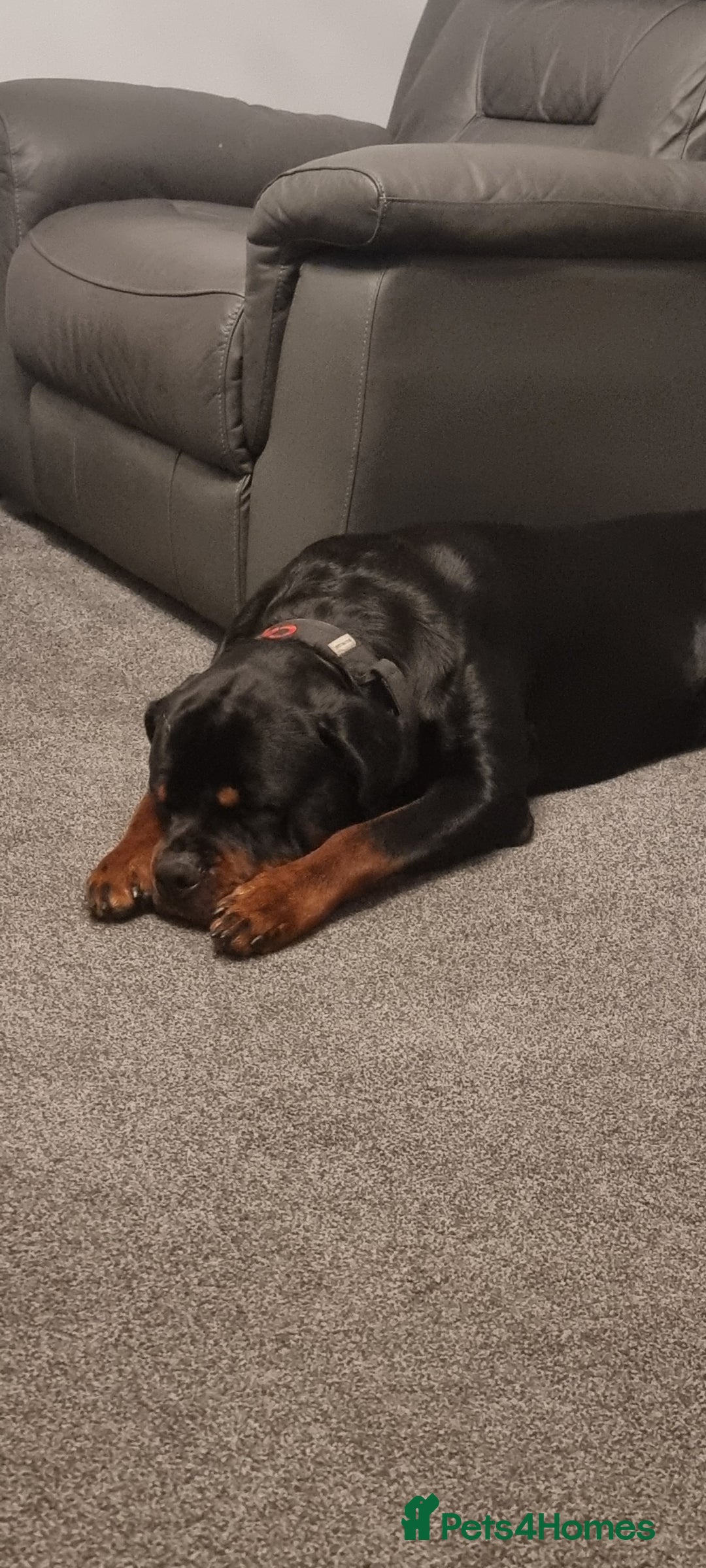 Rottweiler dogs for sale: Rottweiler needs a loving forever home  - Advert 29
