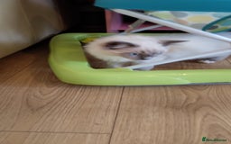 Siberian cats for sale: Beautiful pure Ragdoll  - Image 5