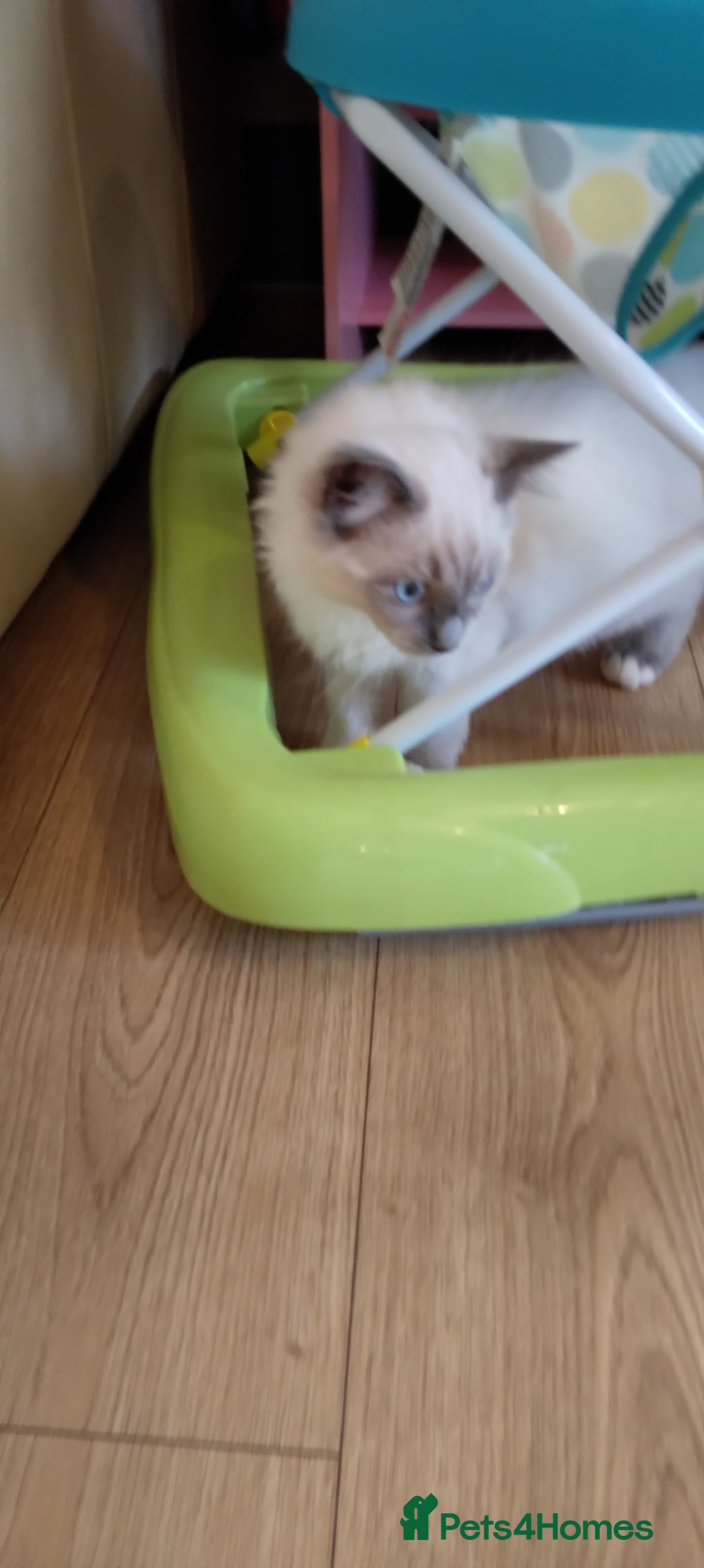 Siberian cats for sale: Beautiful pure Ragdoll  - Image 5
