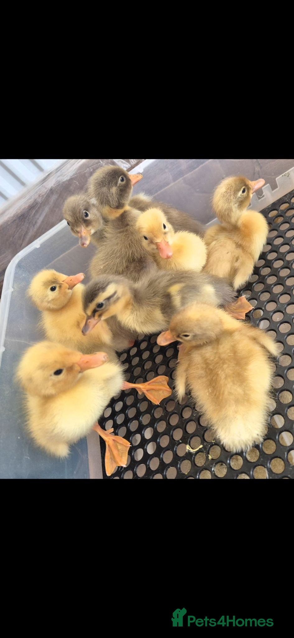 Ducks poultry Indian runner ducklings for sale  - Advert 5