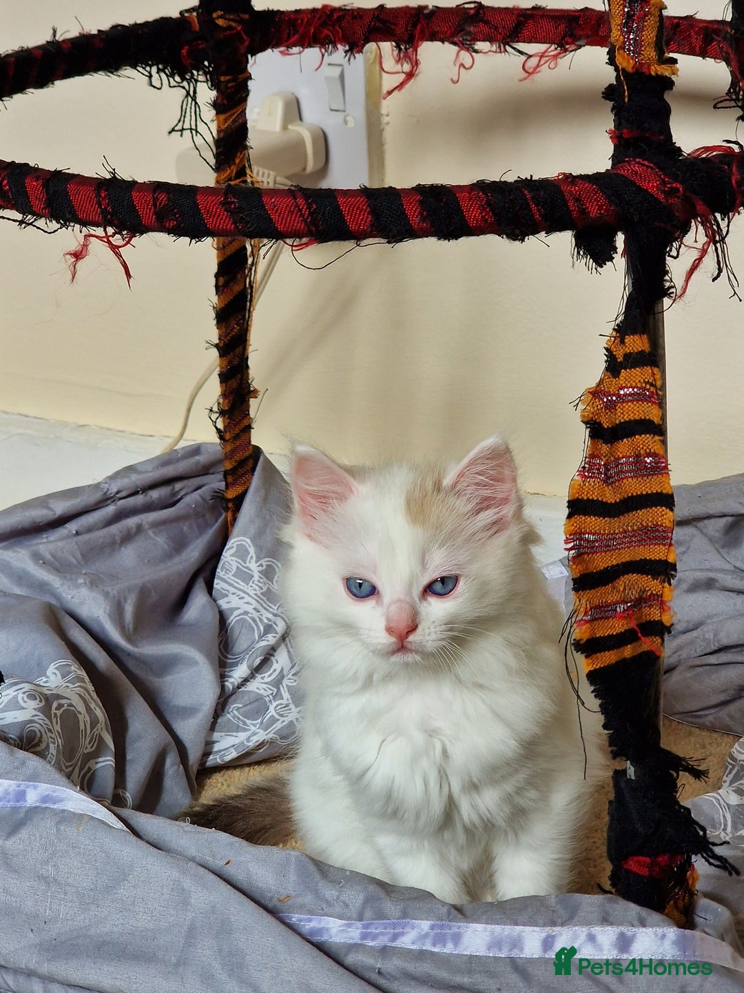 Mixed Breed cats for sale: Rare Ragdoll × Norwegian Forest kittens - Image 11