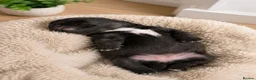 Borador dogs for sale: Beautiful borador puppies  - Advert 12