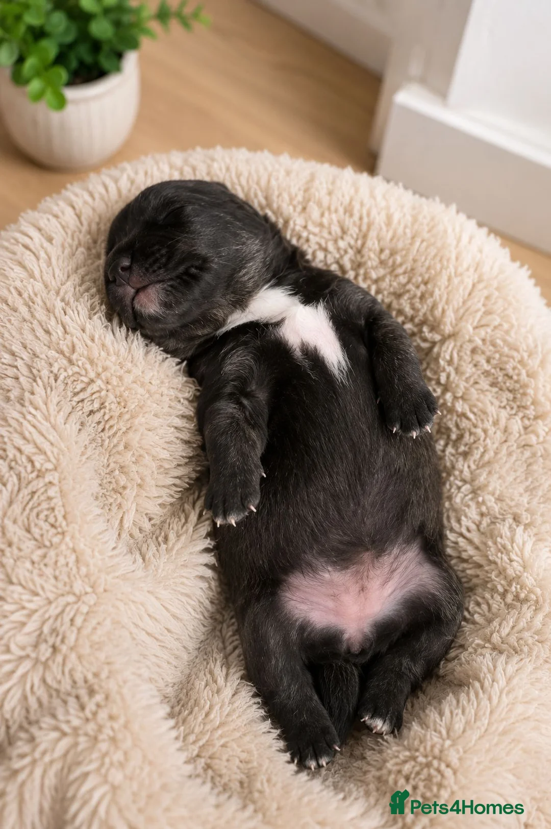 Borador dogs for sale: Beautiful borador puppies  - Advert 12