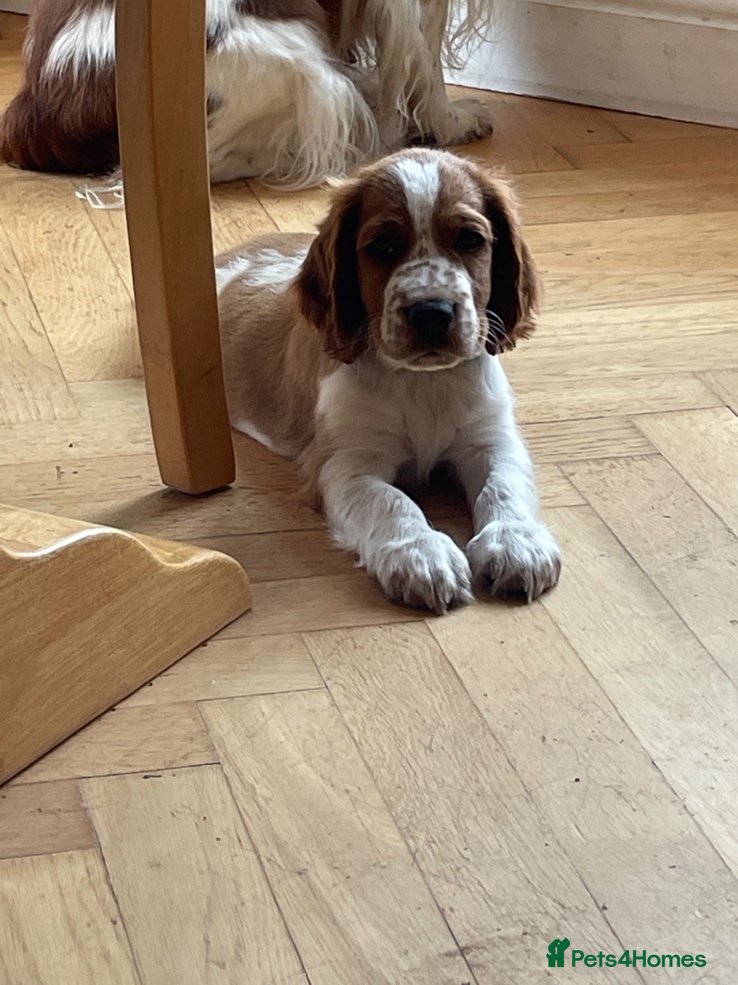 Welsh Springer Spaniel dogs Beautiful Welsh Springer Spaniel Puppies For Sale - Advert 2