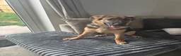 German Shepherd dogs for sale: 28 week old German shepherd  in Preston - Advert 3