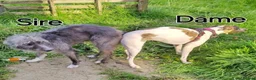Lurcher dogs for sale: Handsome Lurcher x deerhound - Advert 2