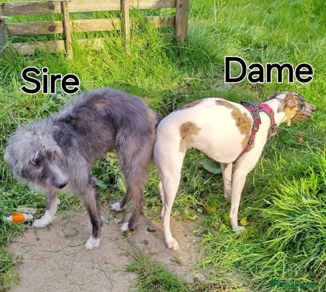 Lurcher dogs for sale: Handsome Lurcher x deerhound - Advert 2