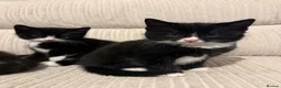 Mixed Breed cats for sale: 4 kittens ready 7th June  - Advert 3