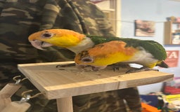 Parakeets birds for sale: Male and Female Caiques - Image 8