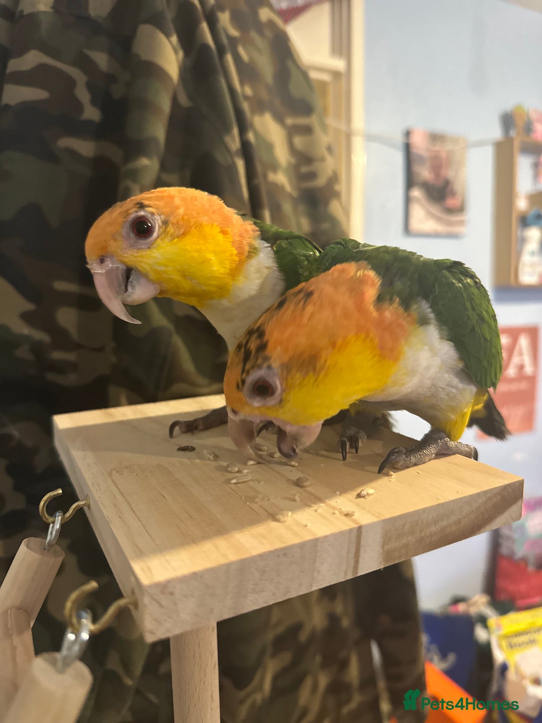 Parakeets birds for sale: Male and Female Caiques - Image 8