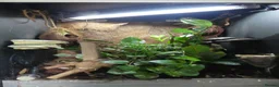 Gecko reptiles for sale: Crested Geckos with bioactive terrarium - Advert 6